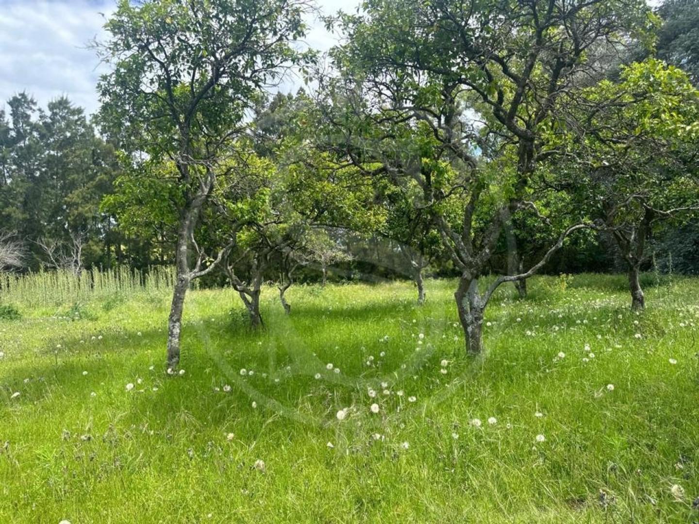 TERRENO EN VENTA CON ARBOLEDA SAN ANDRES DE GILES