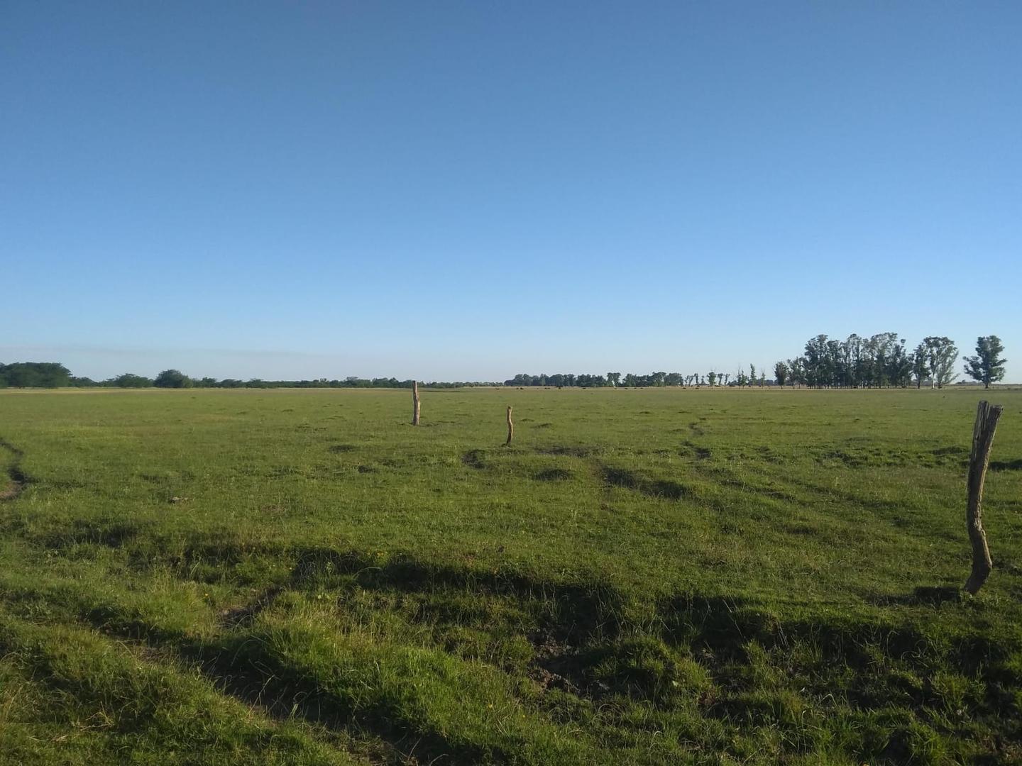 CAMPO DE 116 HECTAREAS Y MEDIA BAJO DE PRECIO 