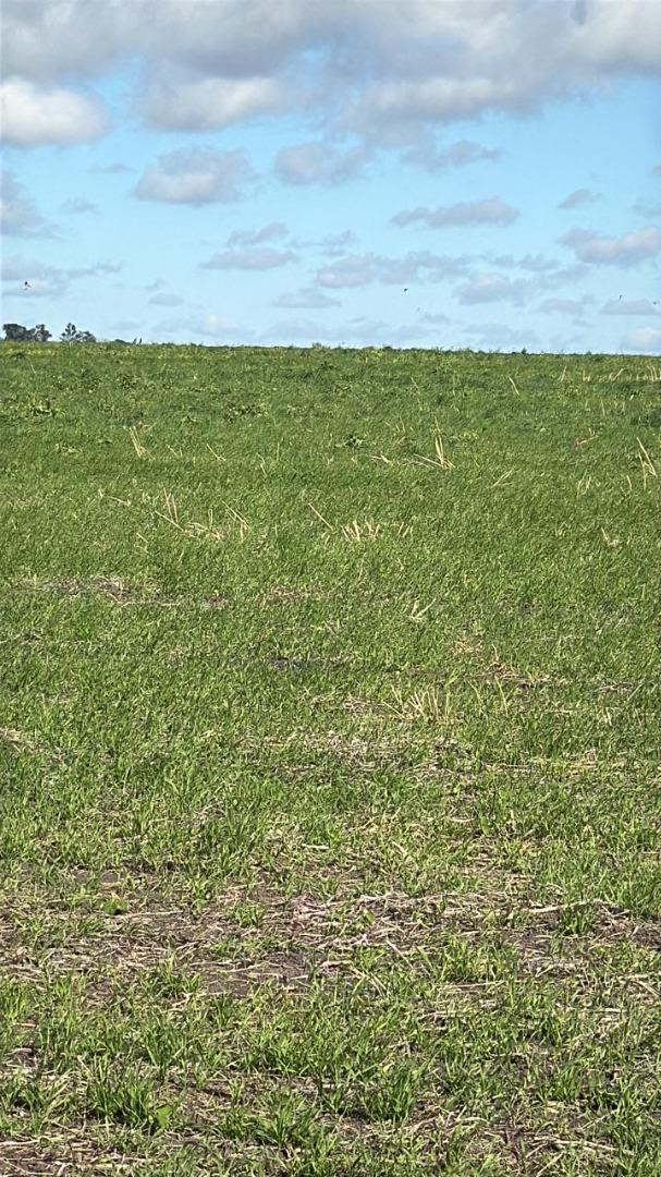 148.61 hectáreas en Diamante