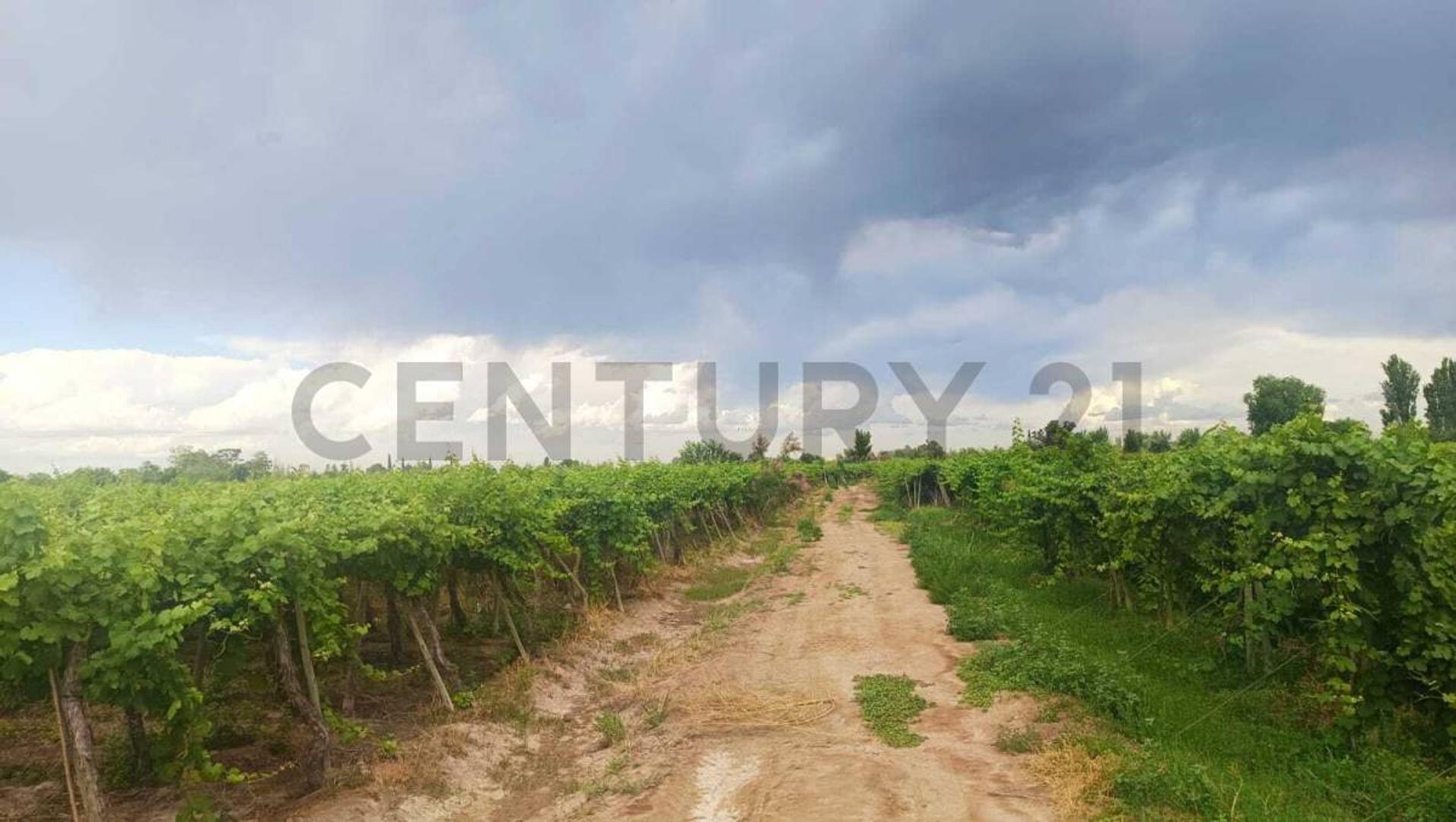 Venta de Finca en Producción Colonia Segovia