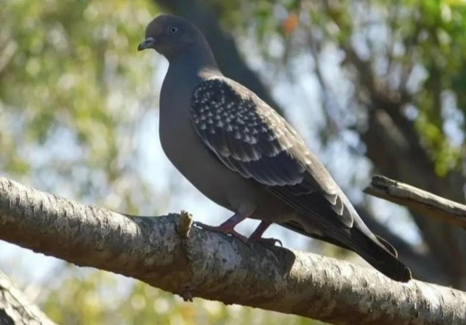 2 Lotes Venta conjunta