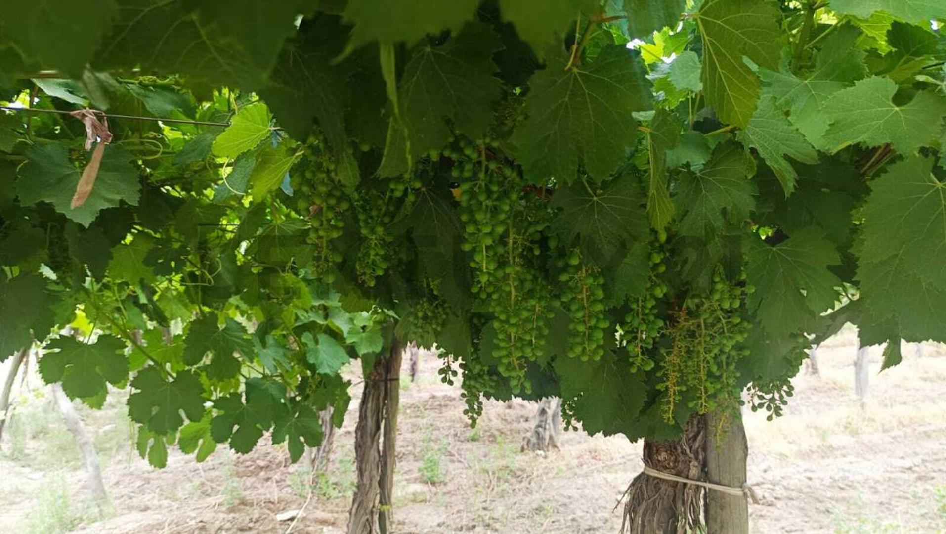 Colonia Segovia , Piso 0