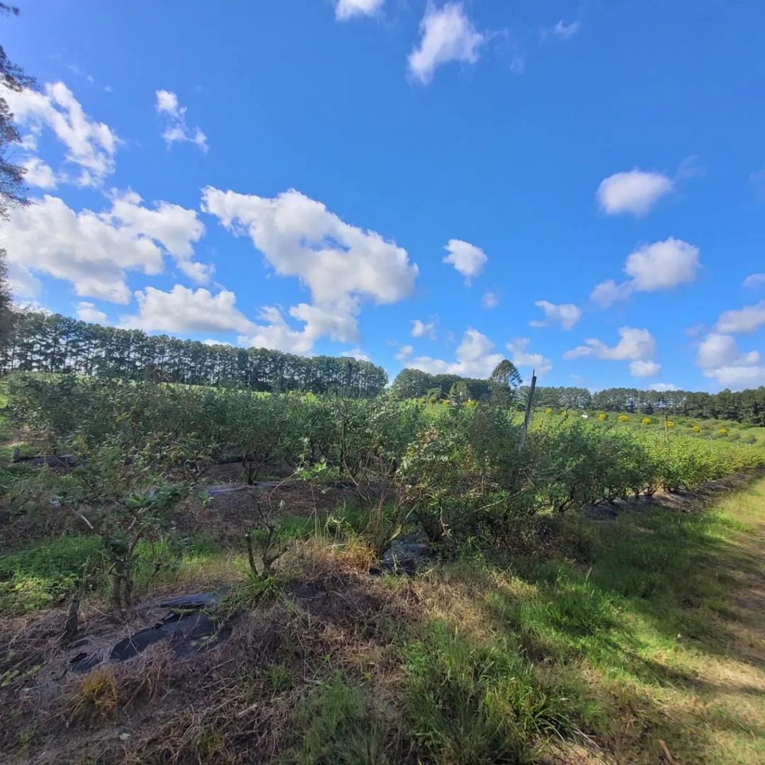 Quinta zona Osvaldo Magnasco excelente ubicación