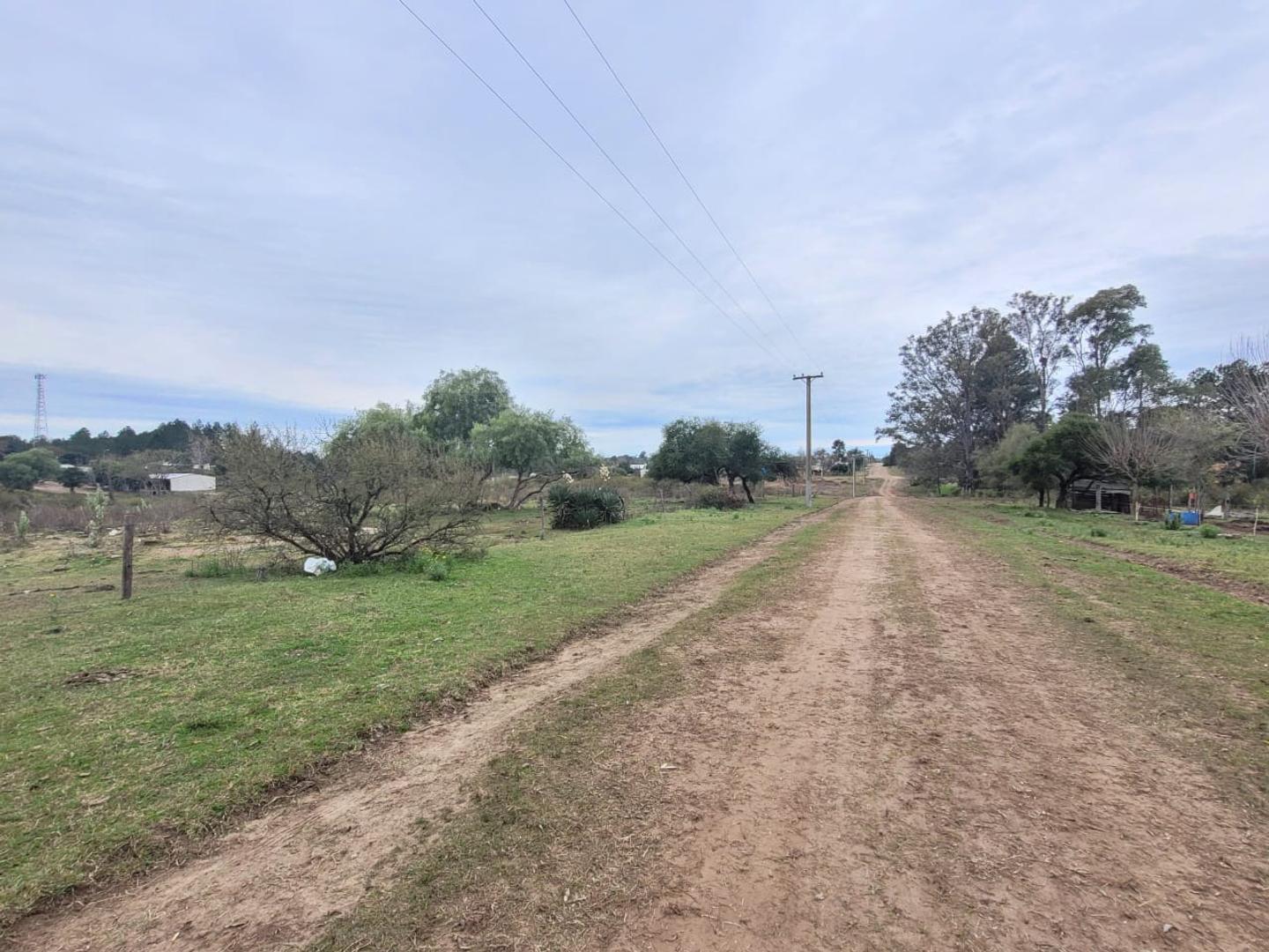 Rosa C. De Brassesco