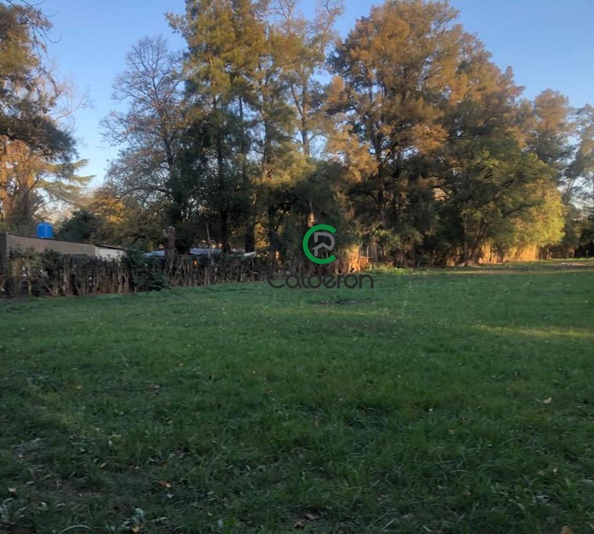 Aime Shiffellly 2000