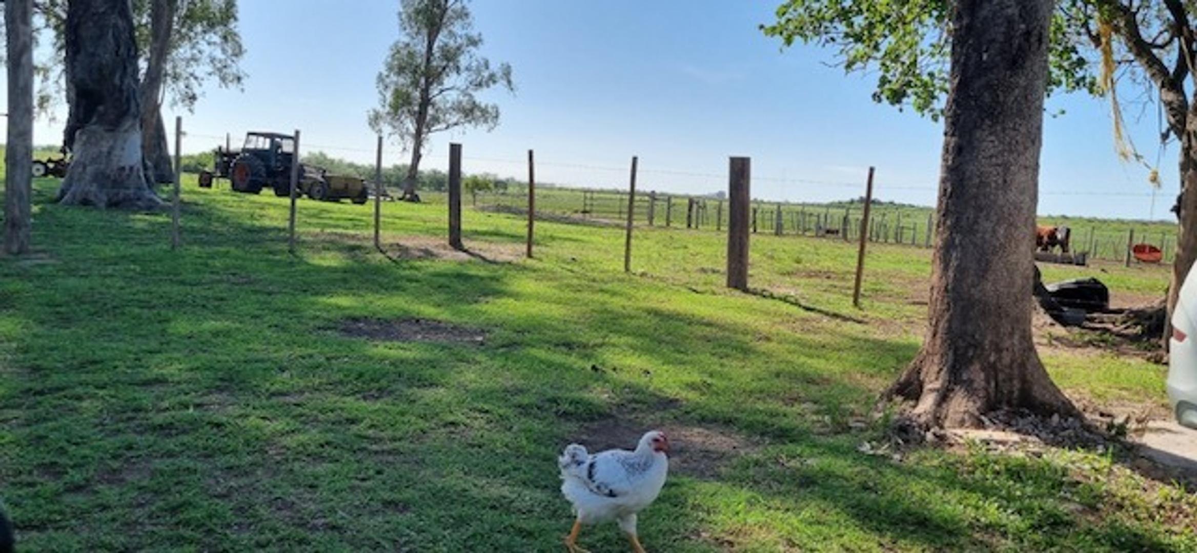 Arrendamiento 398 hec campo mixto  Esquina  Corrientes