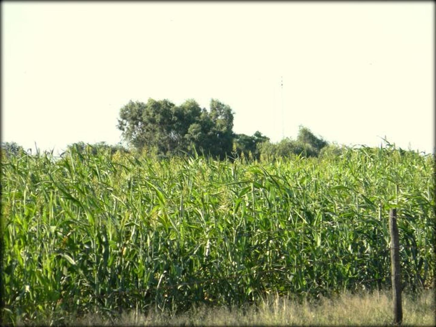 Zona Rural