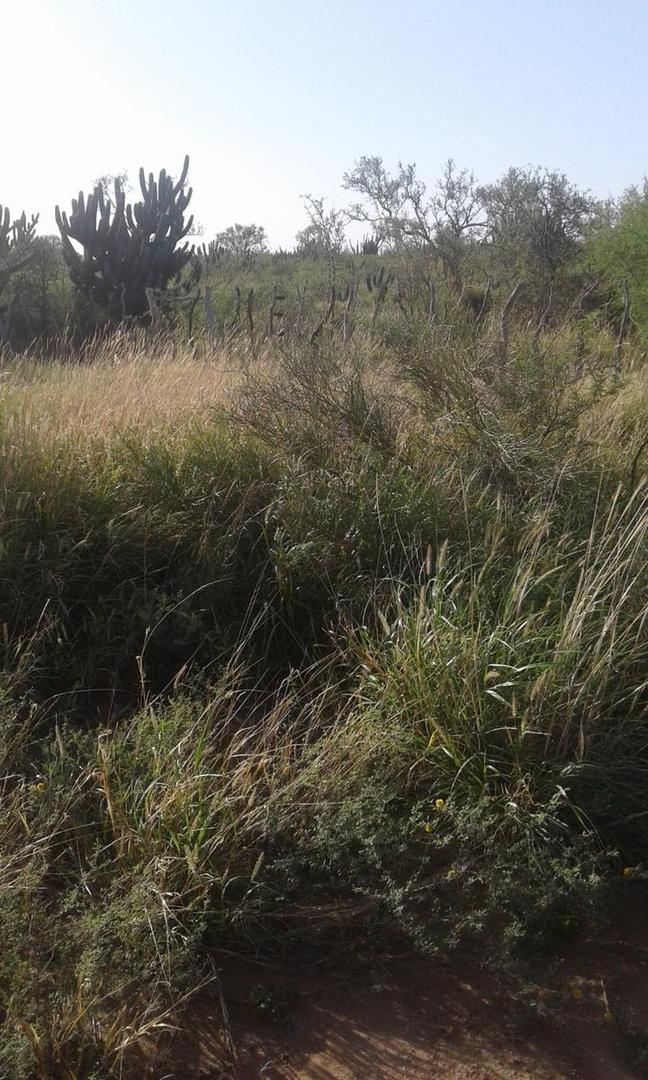 1000 ha en Venta - Herrera - Santiago del Estero