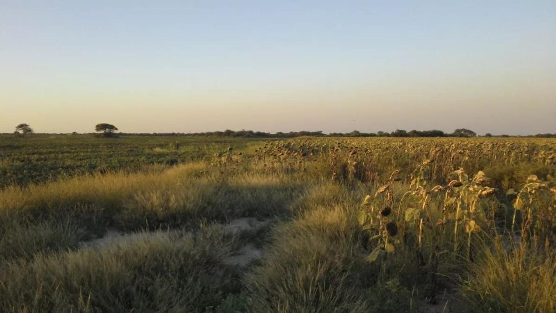 VENTA CAMPO MIXTO AGRÍCOLA-GANADERO 879hc.