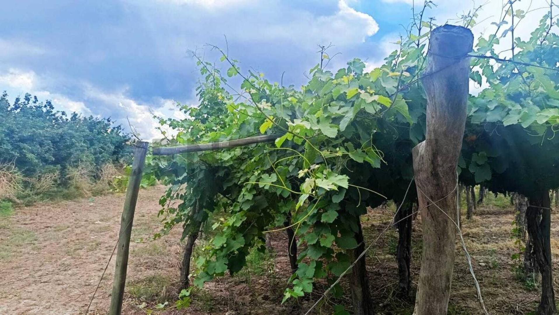 Venta de Finca en Producción Colonia Segovia