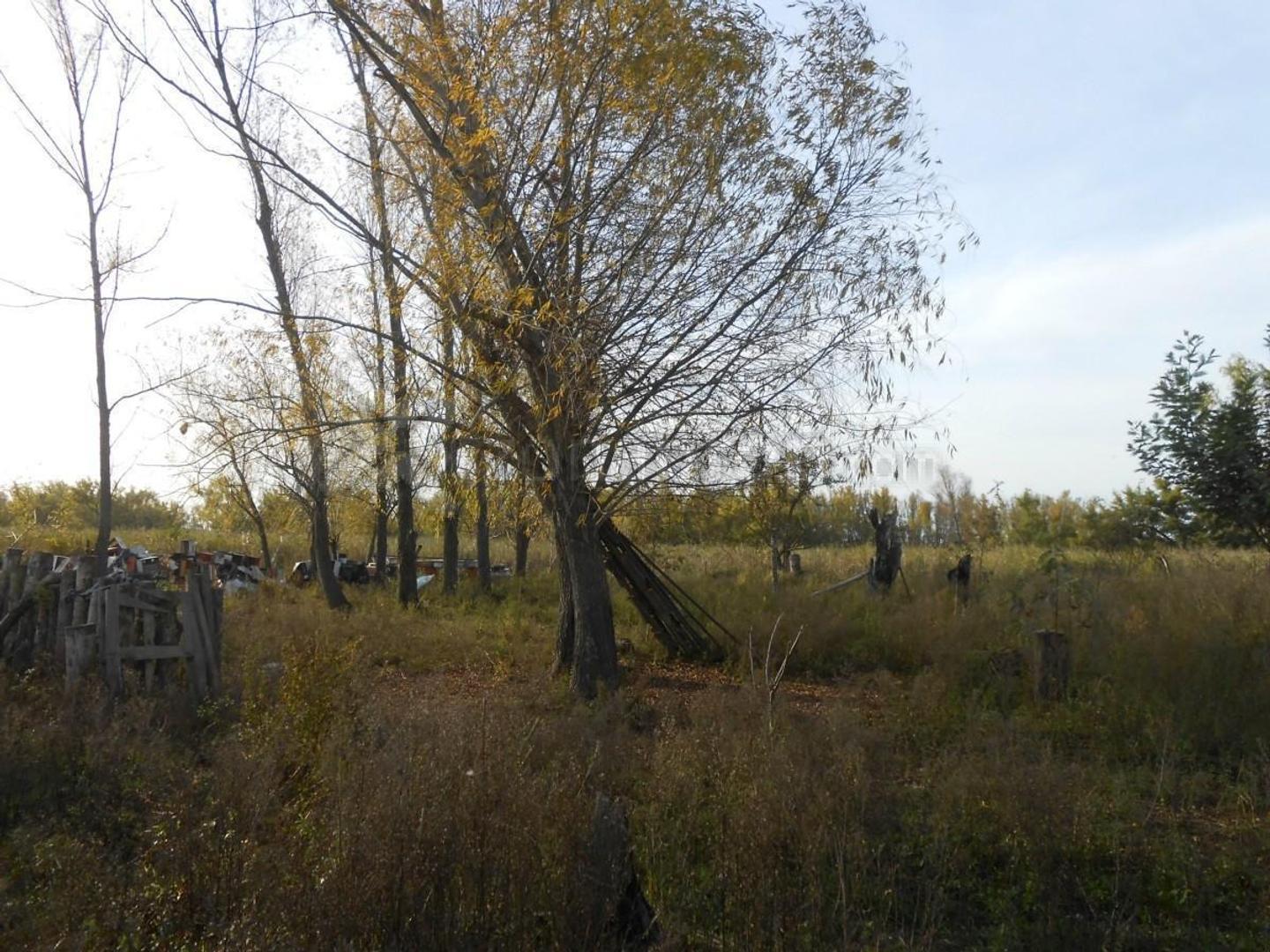 Campo 62 Has. en Isla Aparicio (Isla de Pérez) San Pedro