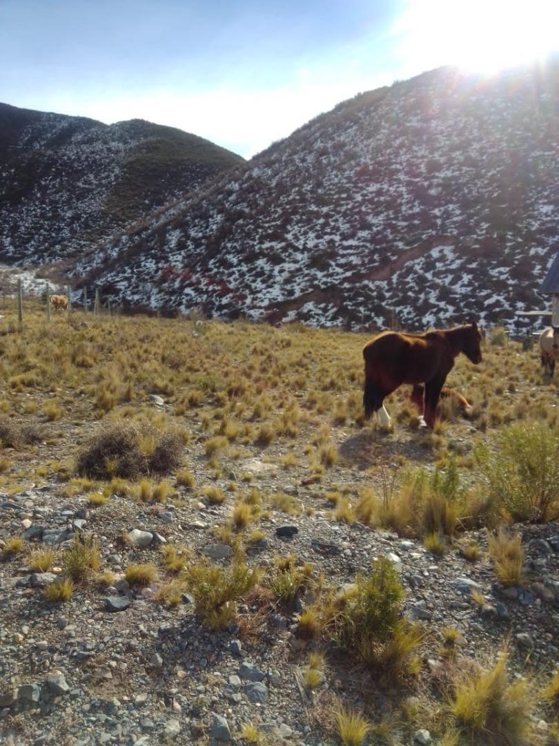 LOTE CON PROY. CABAÑAS APROB. PIEDRAS BLANCAS, POTRERILLOS