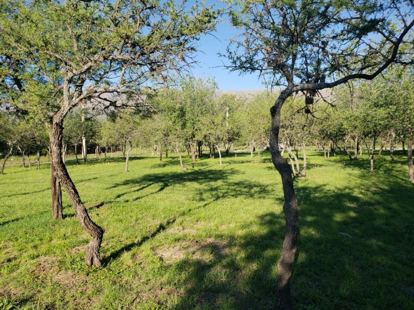 Consultar dirección