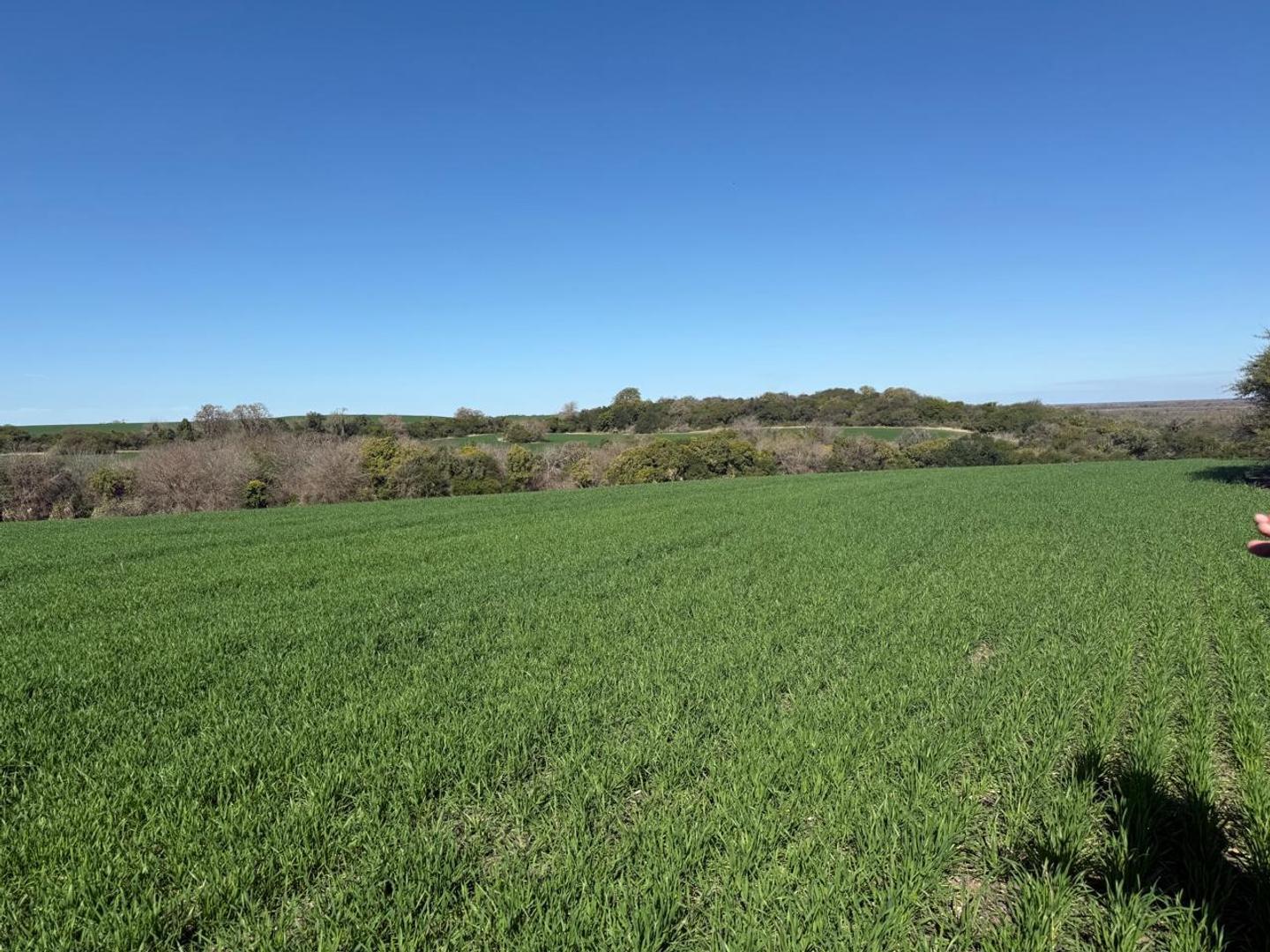 148.61 hectáreas en Diamante