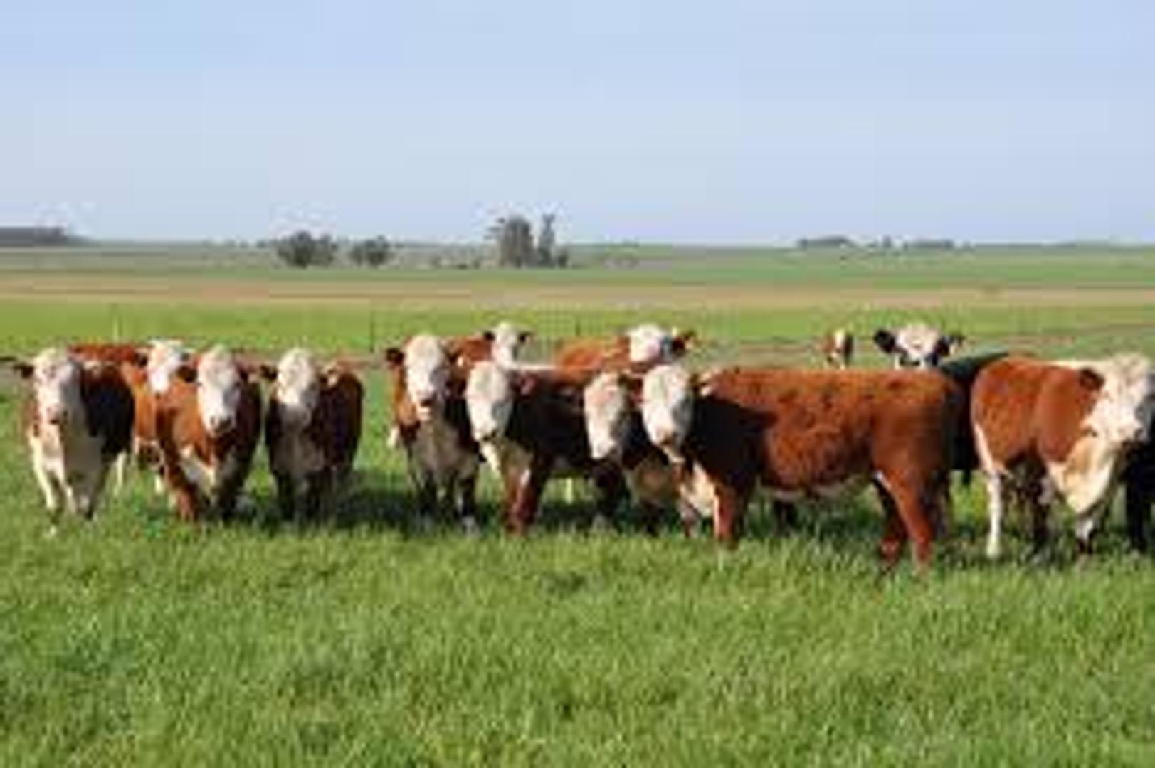 122 ha Ganderas en Venta - Herrera - Sgo del Estero