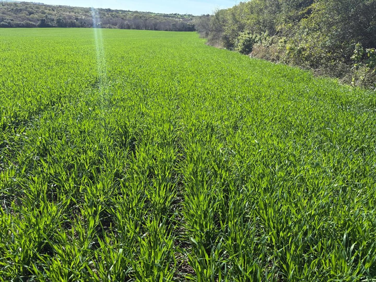 Diamante, Zona Rural