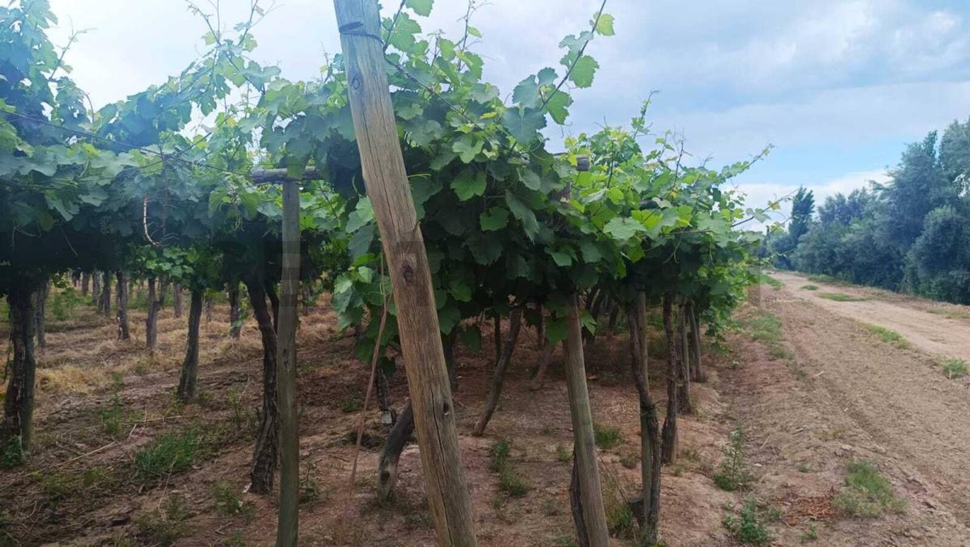 Colonia Segovia , Piso 0