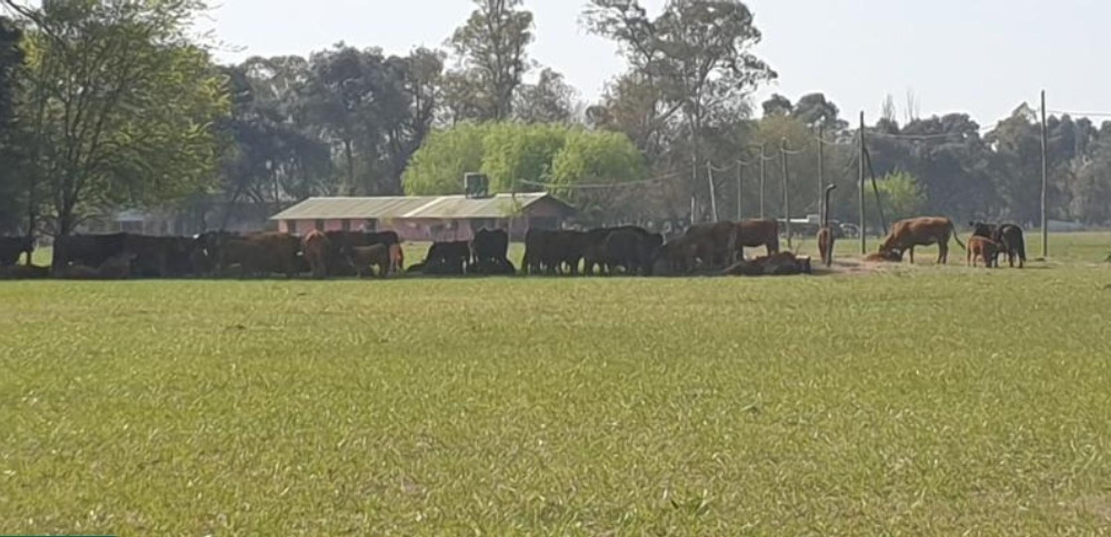 CAMPO VENTA GENERAL RODRIGUEZ