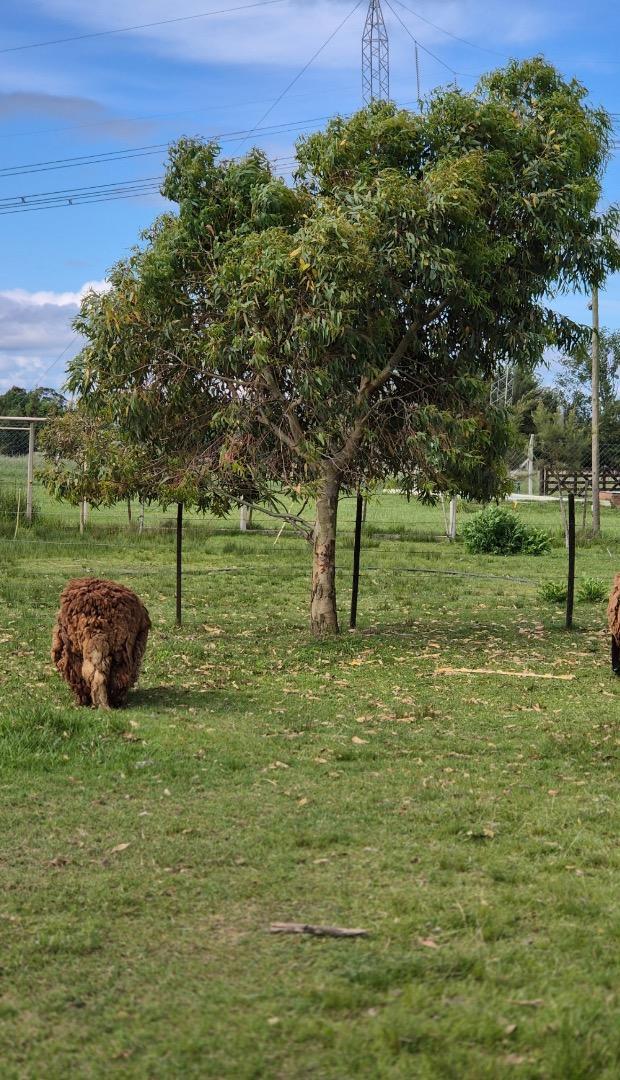 Terreno De 1800 Mts En Gomez Brandsen Ruta 2 Km 51.5