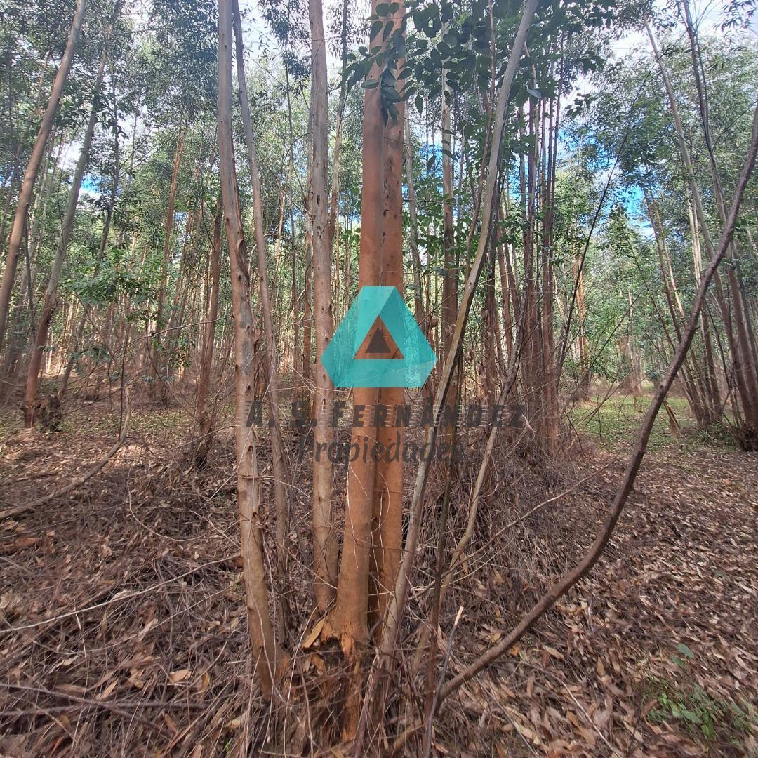 CAMPO FORESTAL EN VENTA