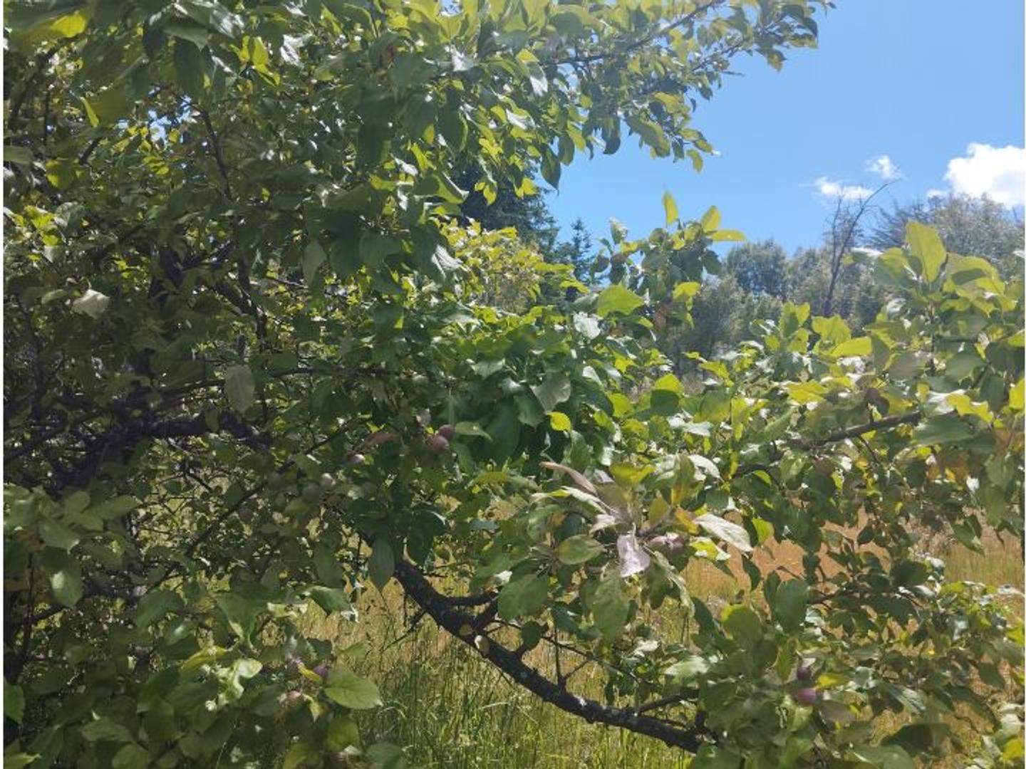 (011) LAS GOLONDRINAS (Lago Puelo) Terreno de media hectárea