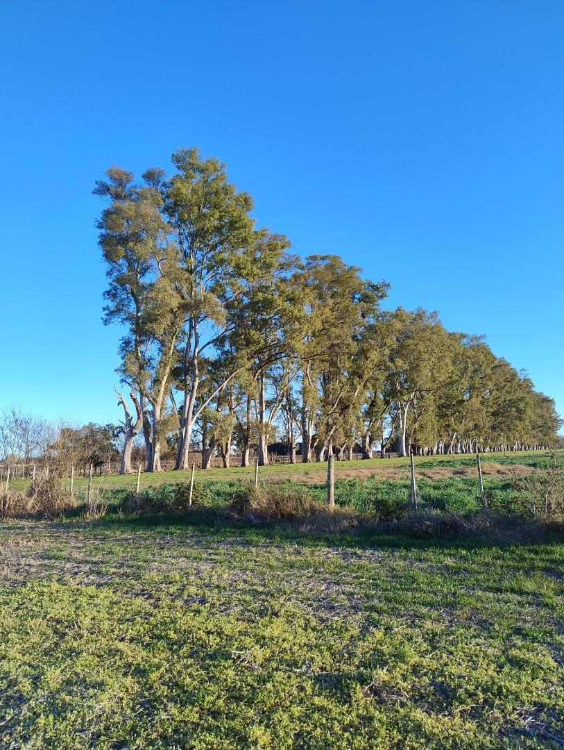 DUGGAN 21 HECTAREAS - LATERAL SOBRE RUTA 8