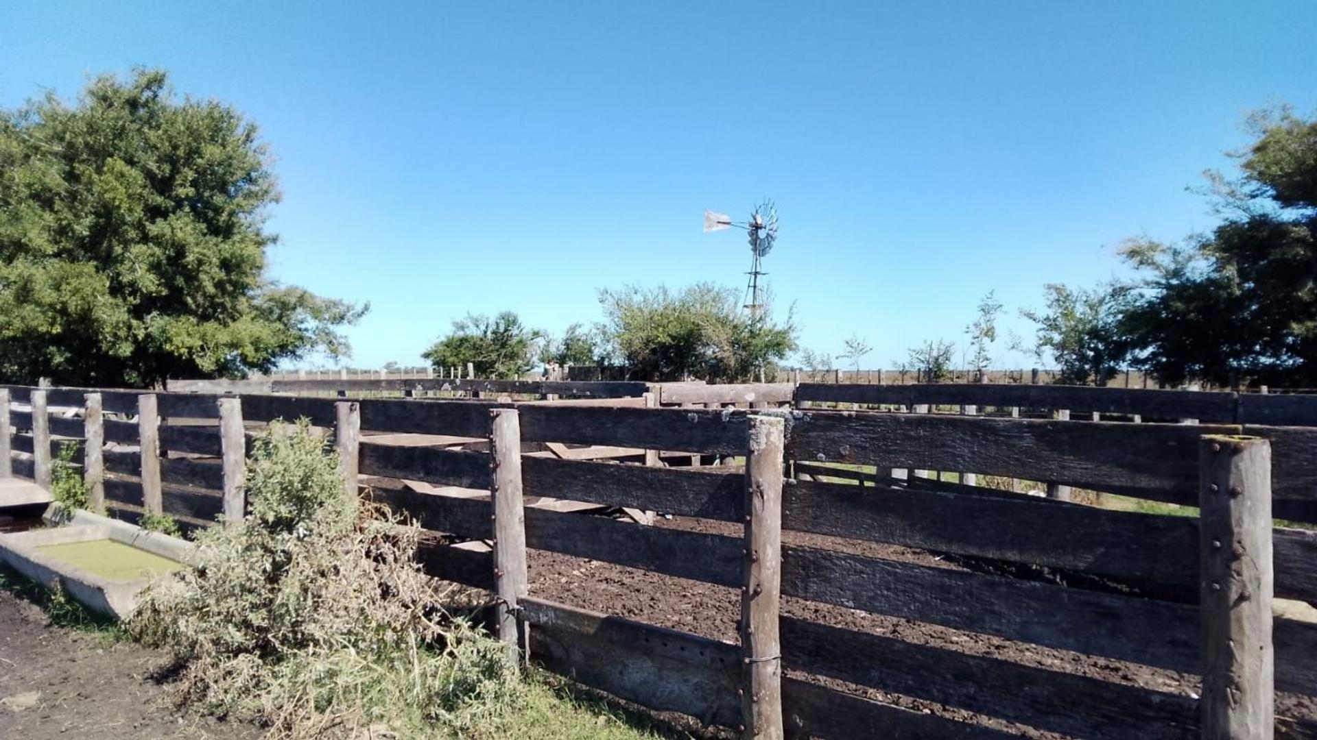 VENTA - CAMPO GANADERO 1.450 HECTÁREAS