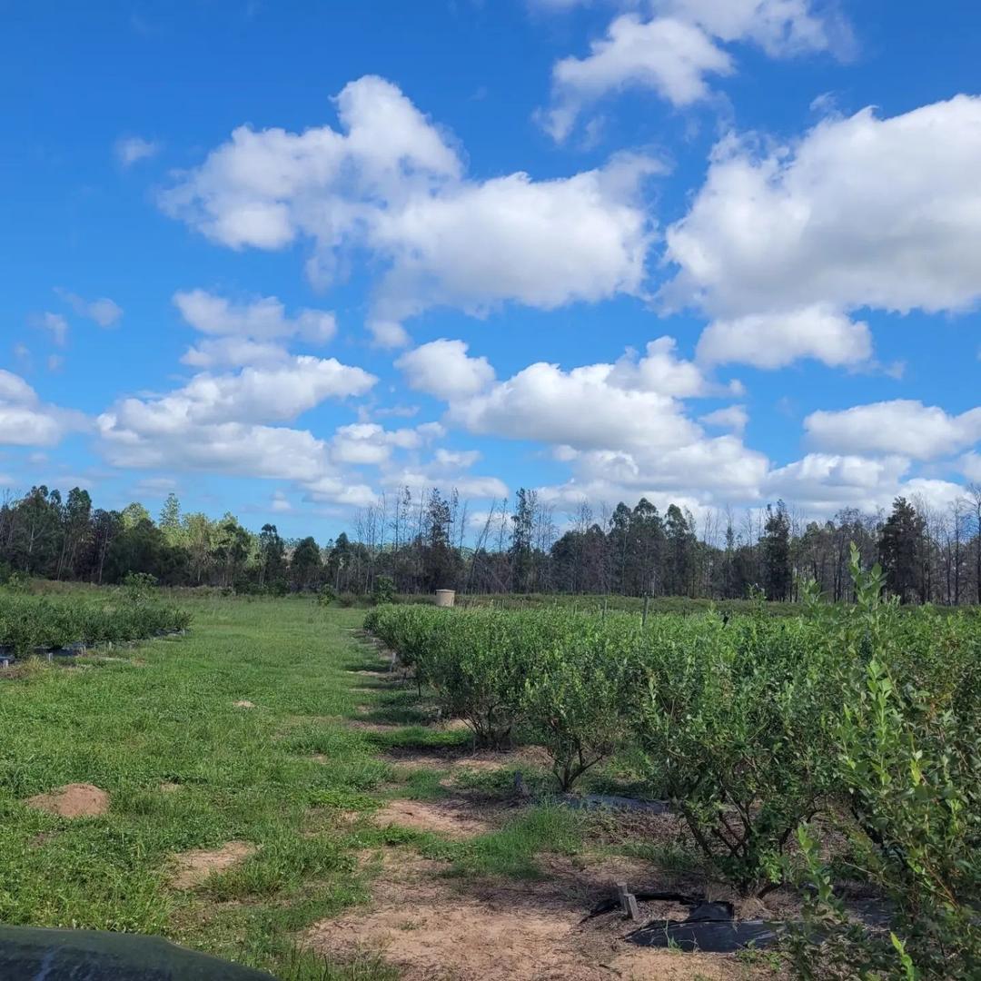 Excelente campo muy buena ubicación.