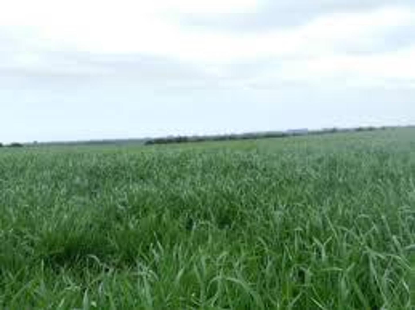 122 ha Ganaderas - Herrera - Sgo del estero