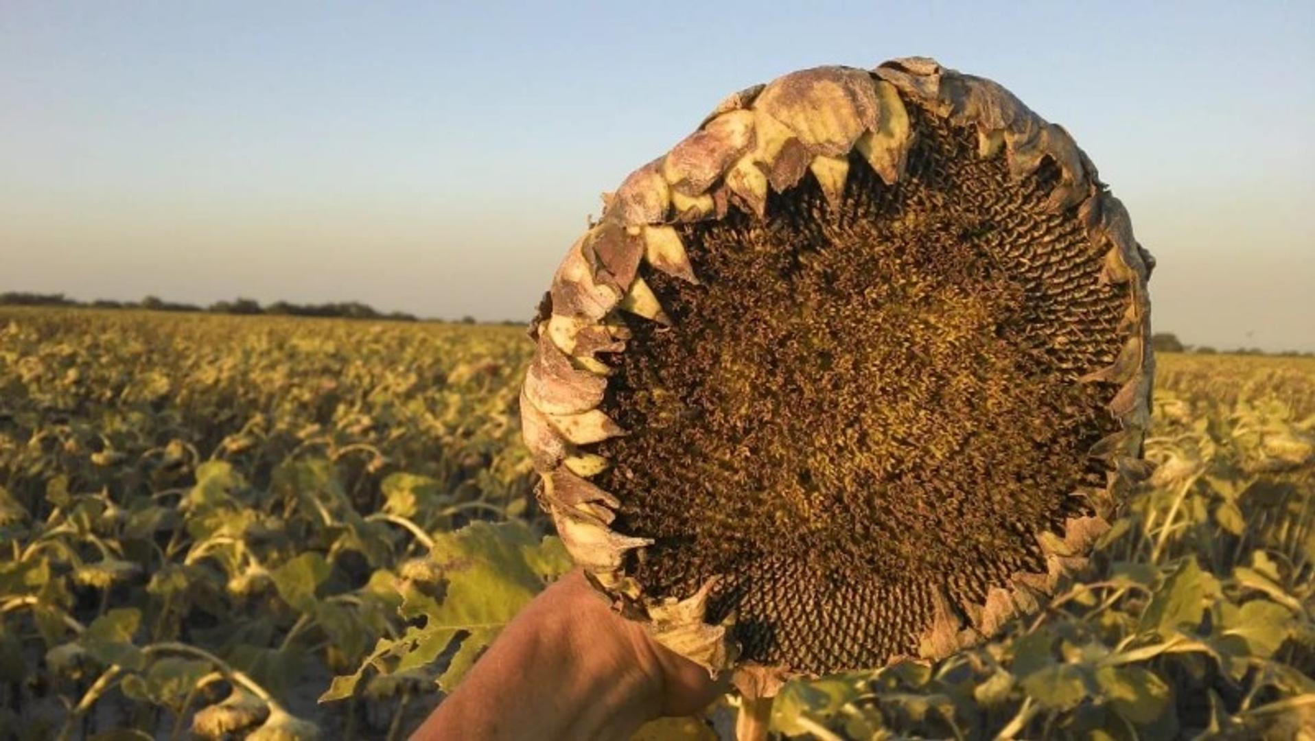 VENTA CAMPO MIXTO AGRÍCOLA-GANADERO 879hc.
