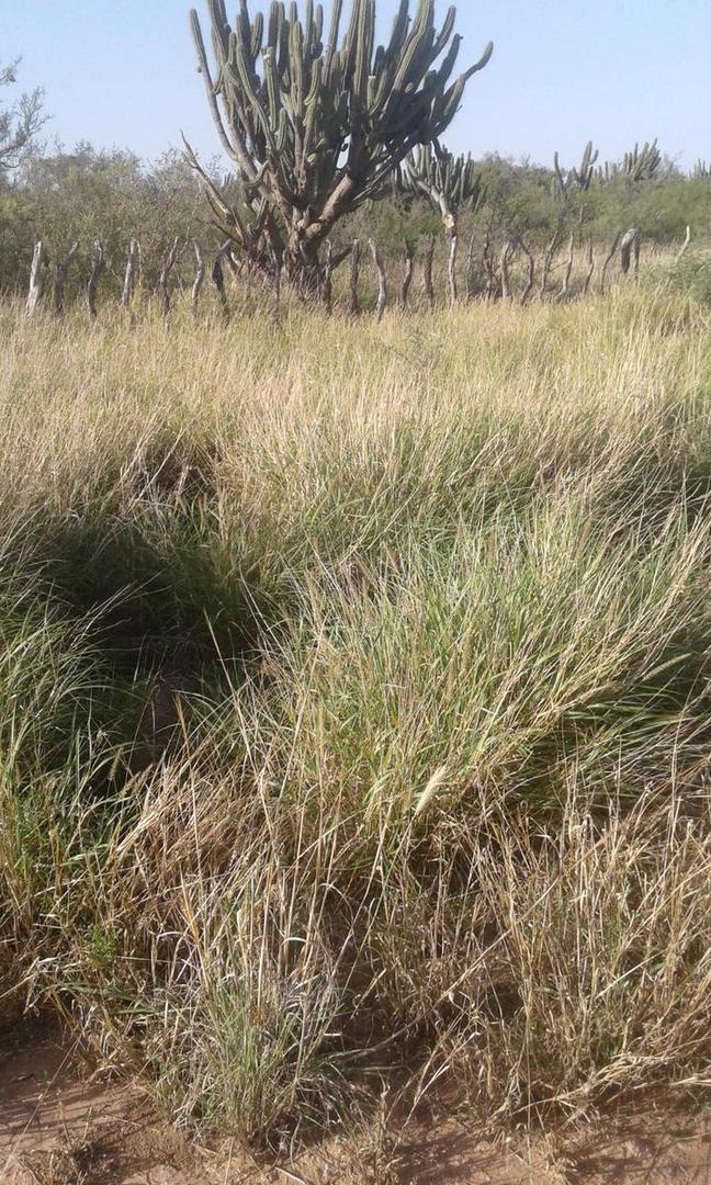 1000 ha - Herrera - Sgo. del Estero