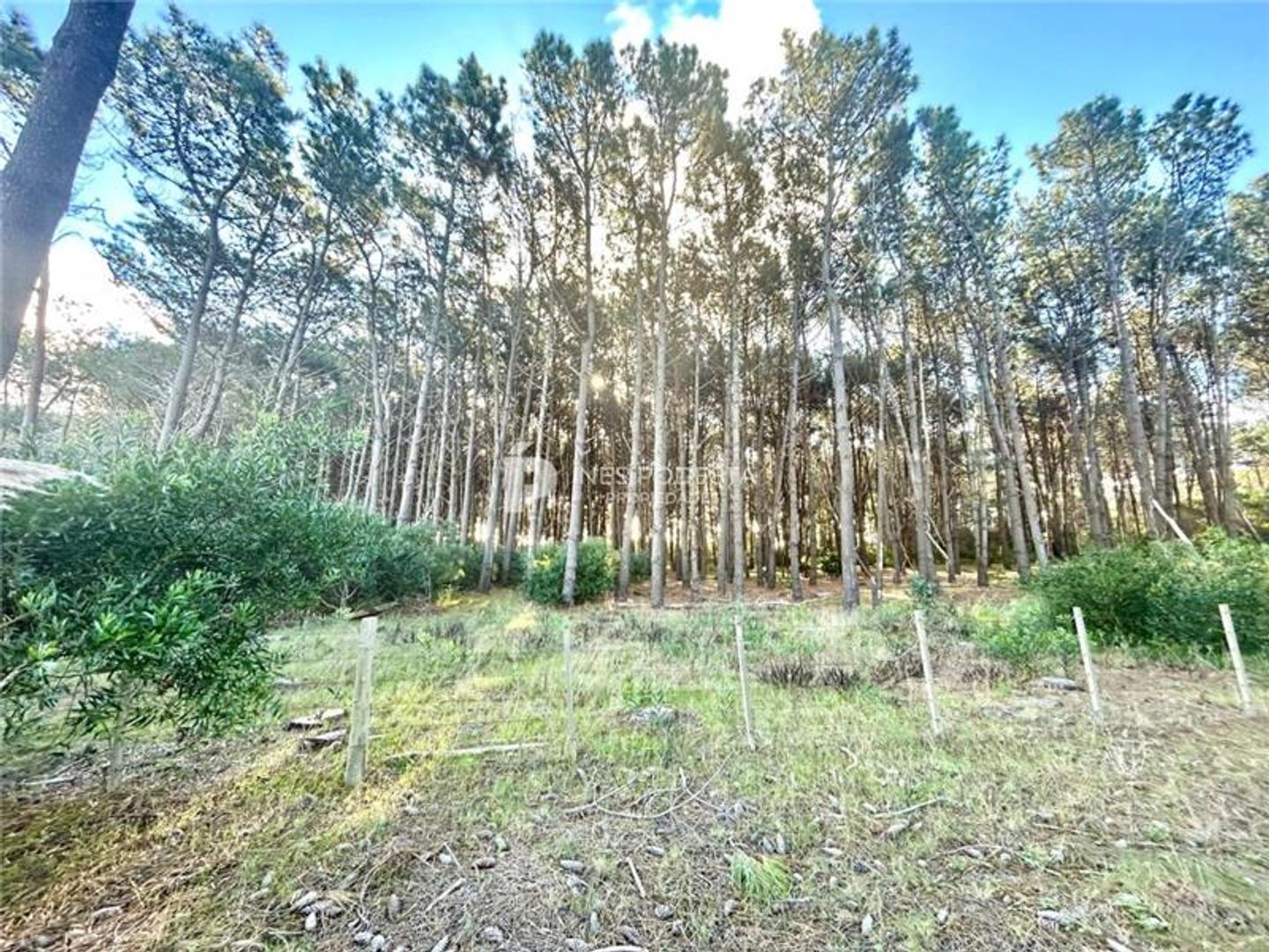 Campo en Venta Chacra