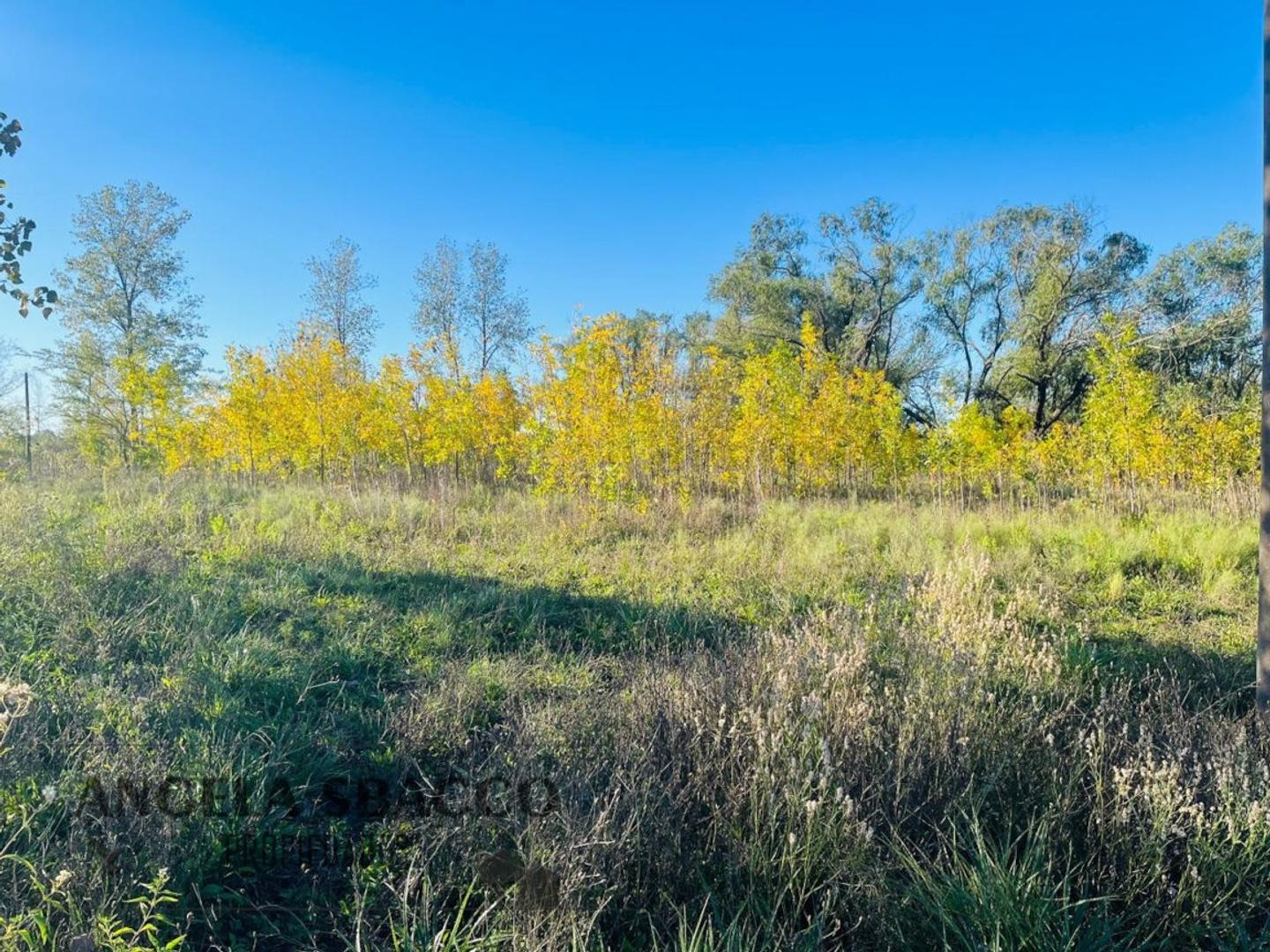 Salamanca, Molino Blanco.
