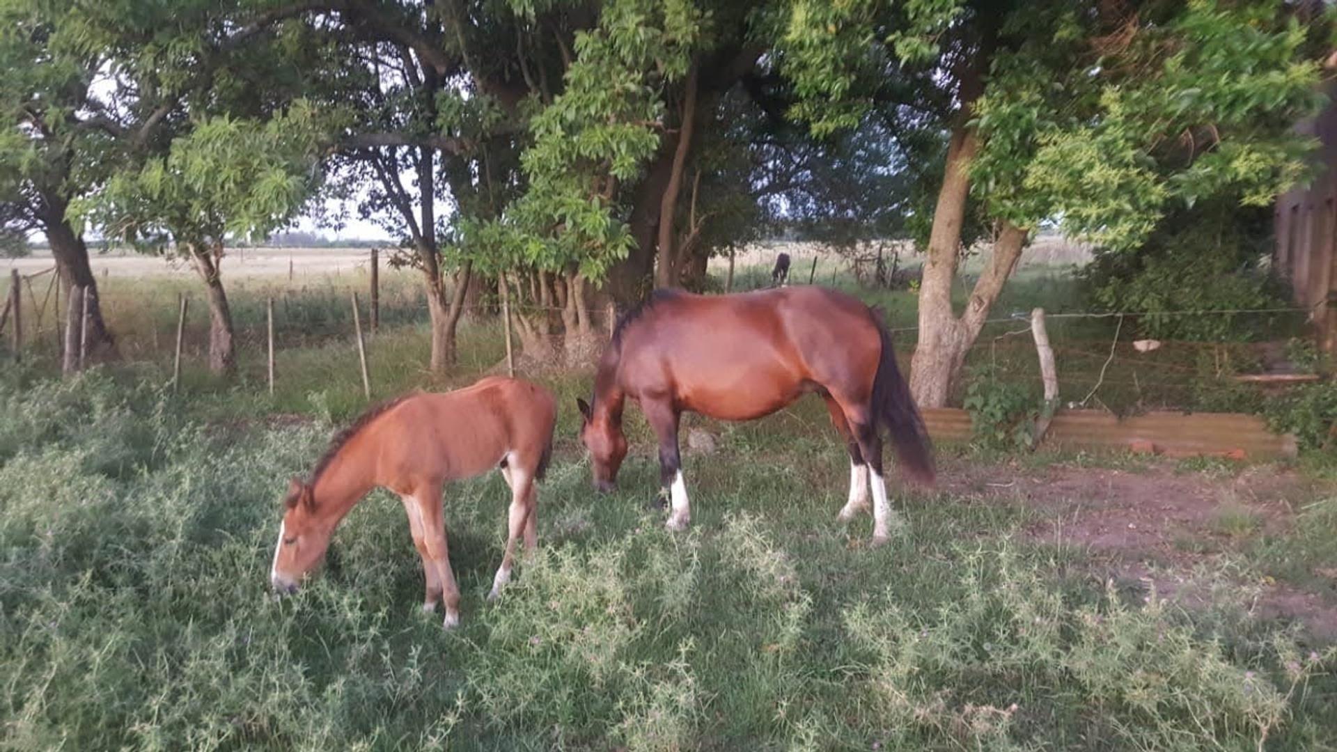 CAMPO DE 116 HECTAREAS Y MEDIA BAJO DE PRECIO 
