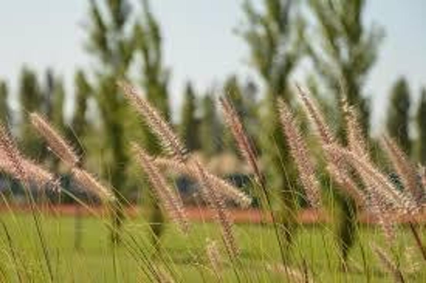 San Roque El Deslinde 1300