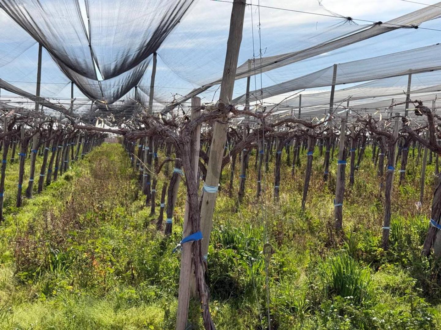 Finca en Venta, Rodeo del Medio, Maipú, Mendoza
