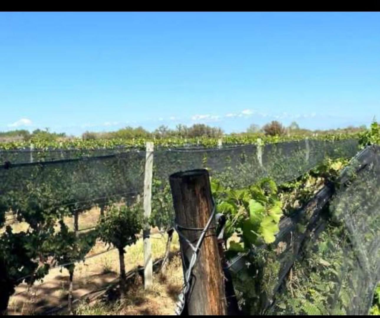 FINCA VITIVINICOLA 25 HA EN SANTA ROSA, MENDOZA