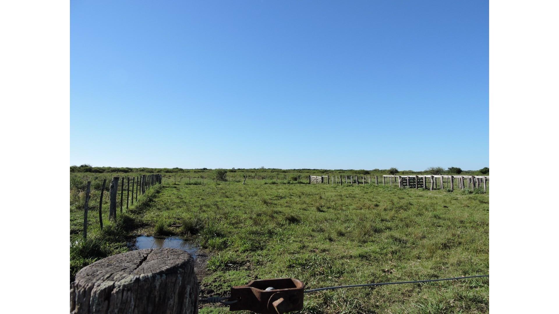 Campo de 230 Hás. en Gualeguaychú.