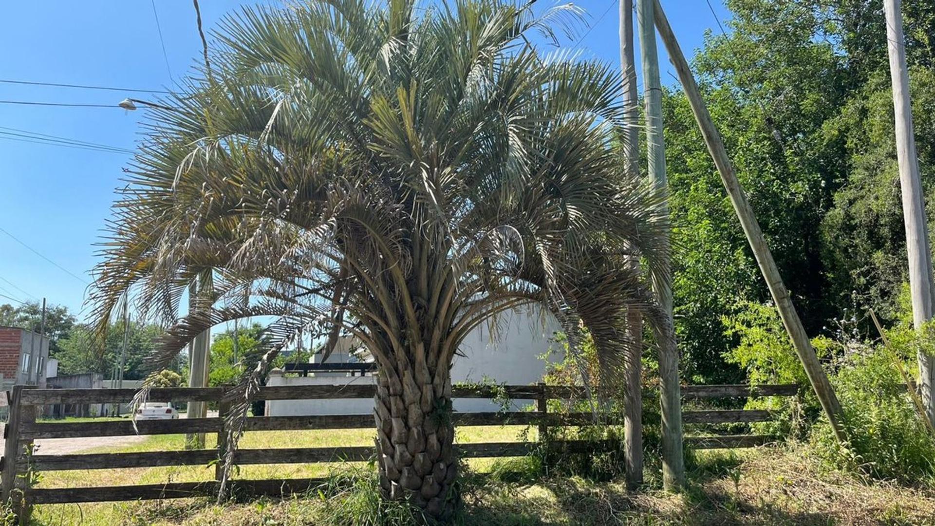 LOTE EN VENTA CAÑUELAS BARRIO LOS FRESNOS CENTRICO