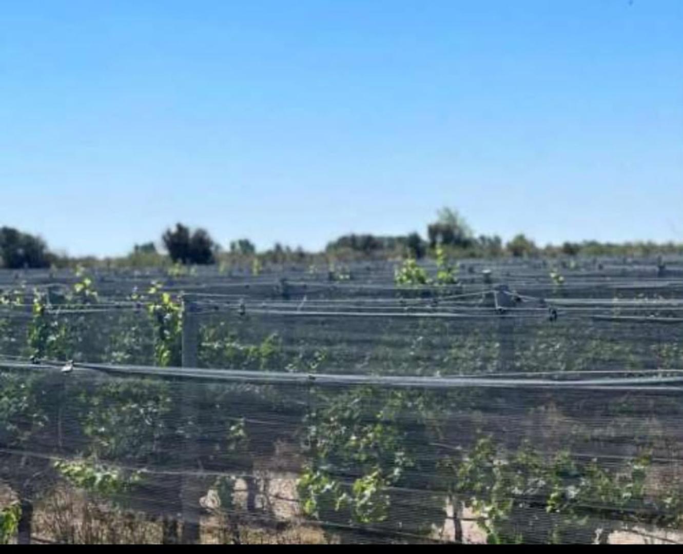 FINCA VITIVINICOLA 25 HA EN SANTA ROSA, MENDOZA