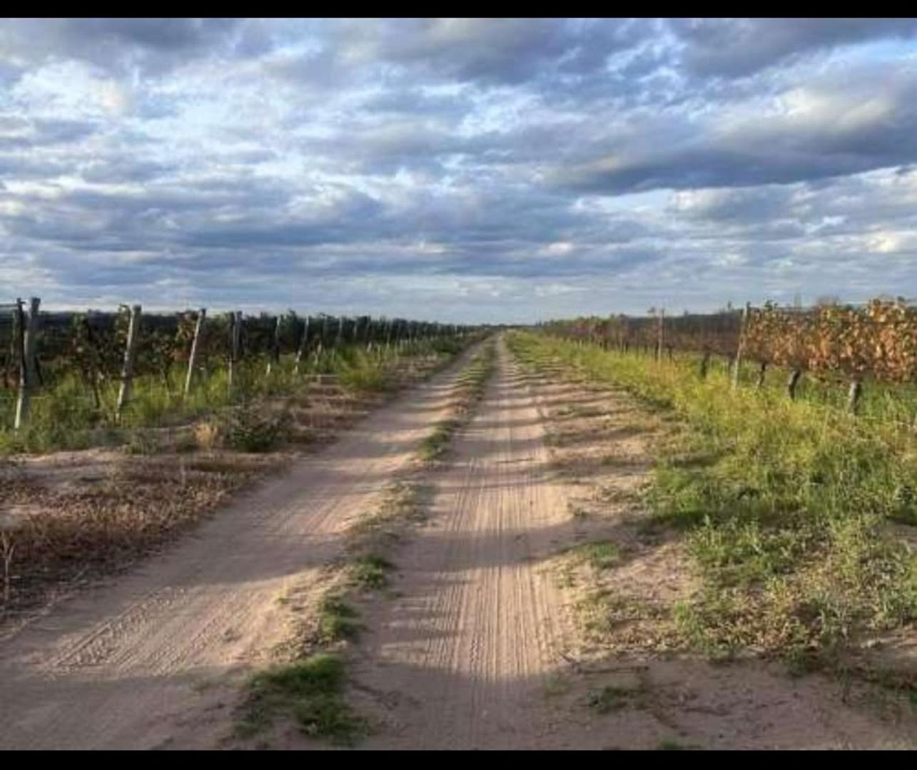 FINCA VITIVINICOLA 25 HA EN SANTA ROSA, MENDOZA