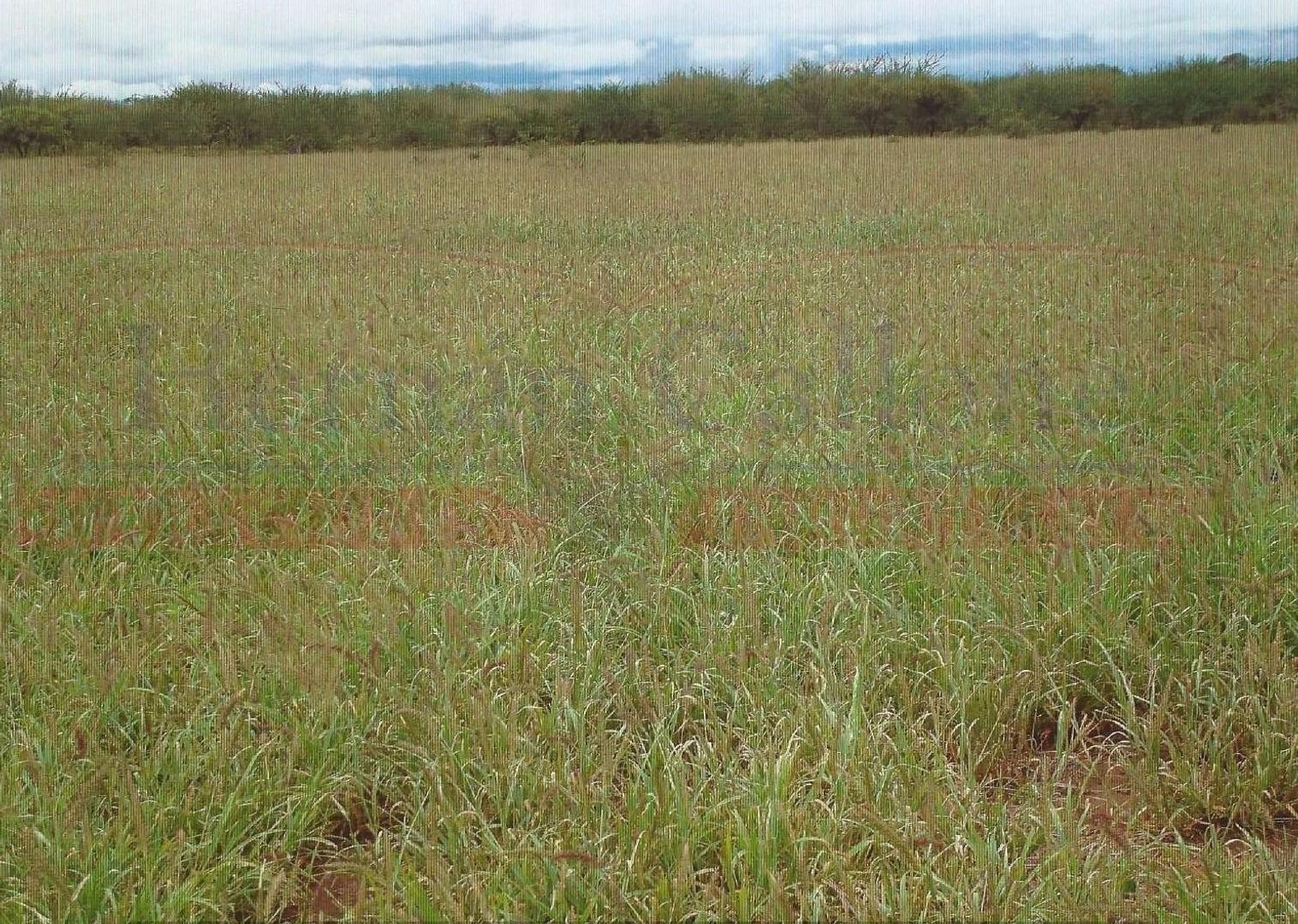 EXCELENTE CAMPO DE 2053 HAS EN CAPAYÁN, CATAMARCA