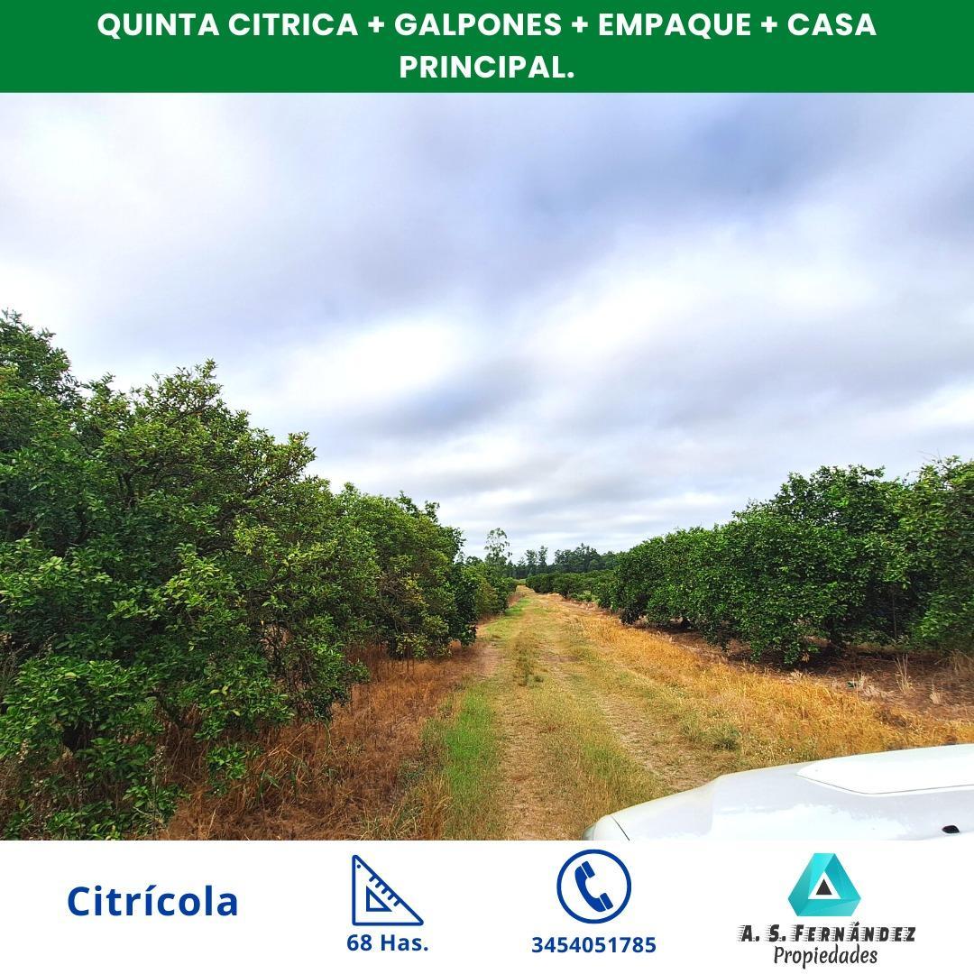 QUINTA CÍTRICA CON GALPONES, EMPAQUES Y CASA PRINCIPAL