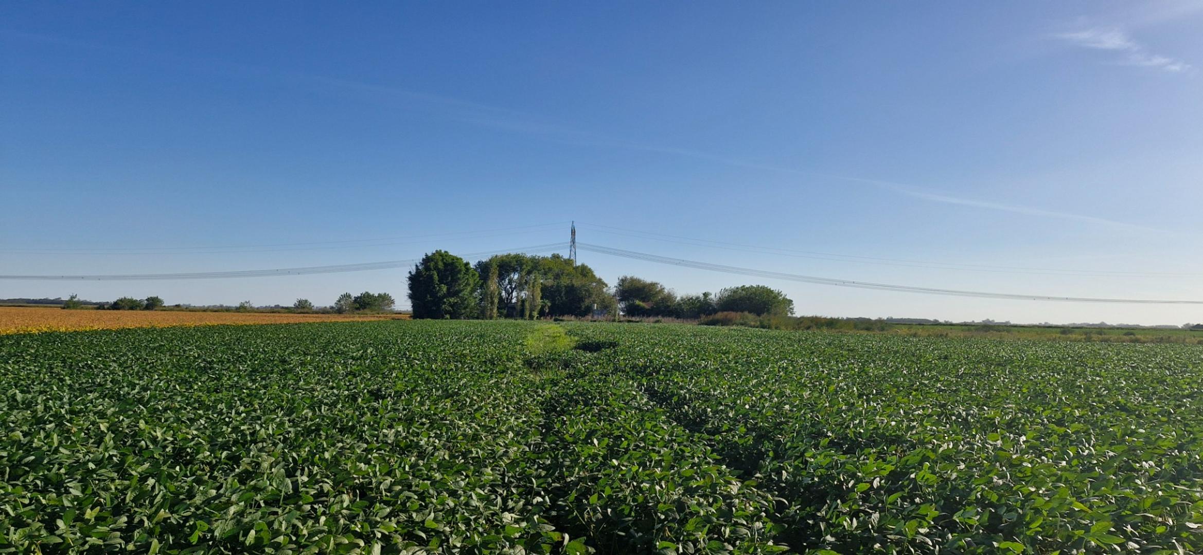 Campo 100 % agricola