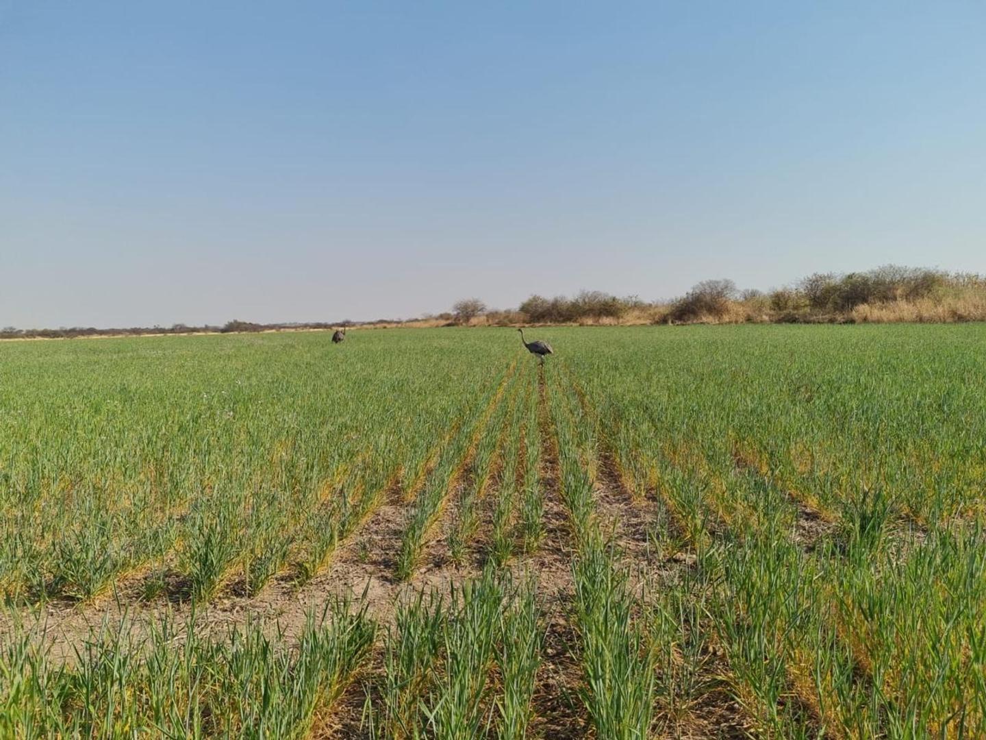 Campo agrícola en venta en Tucumán ideal para caña de azúcar