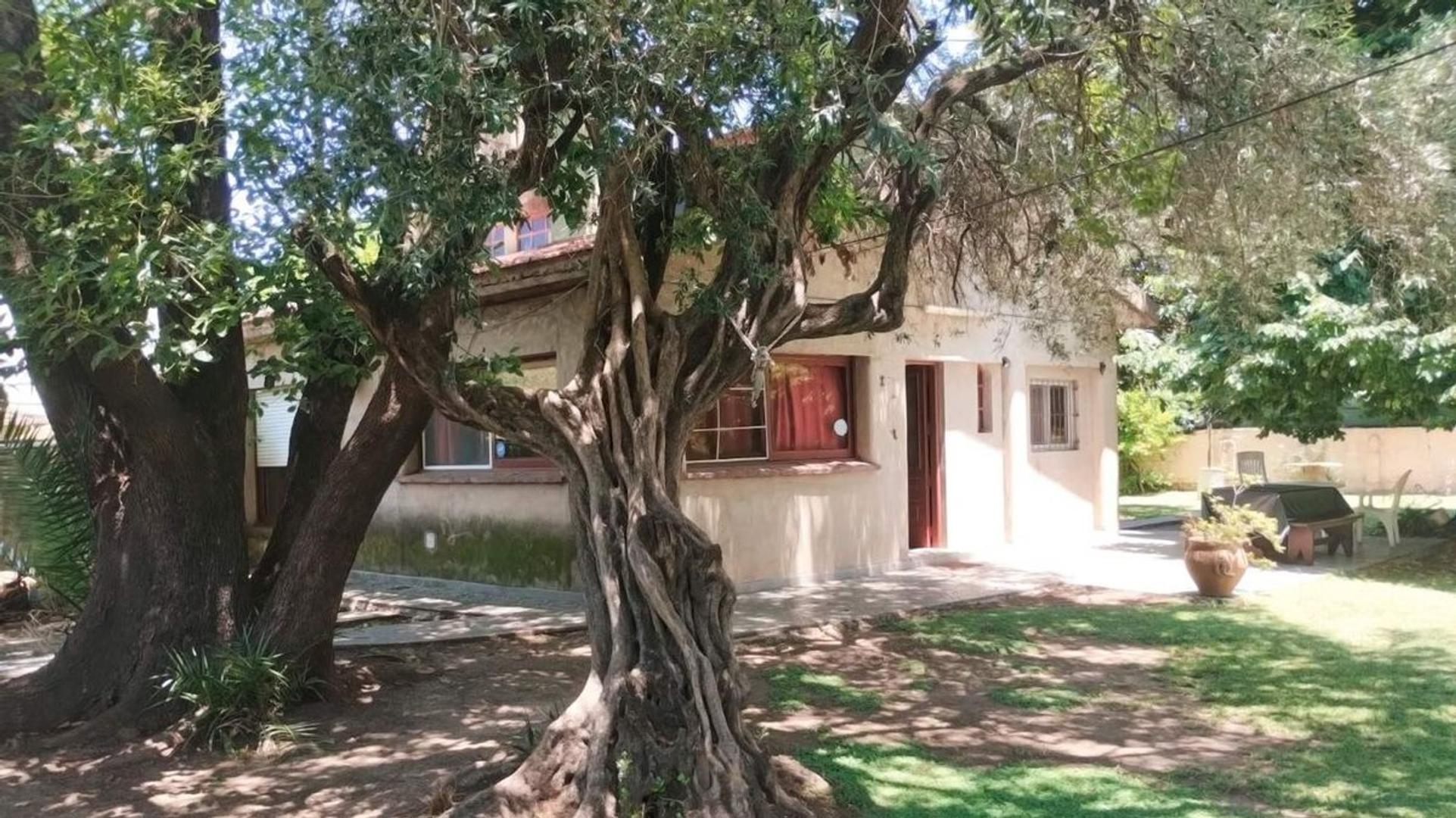 MAESTRA BALBINI 1300