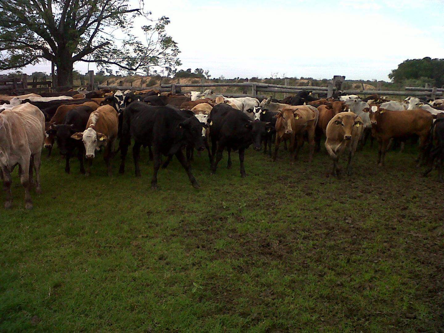 Campo de 2025 has. ganadero, bajo de precio, oportunidad!