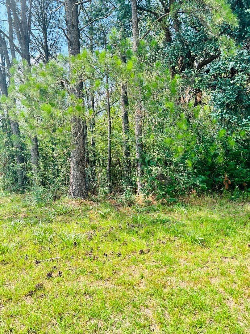 Rio Sauce Grande. ( Amarylis).