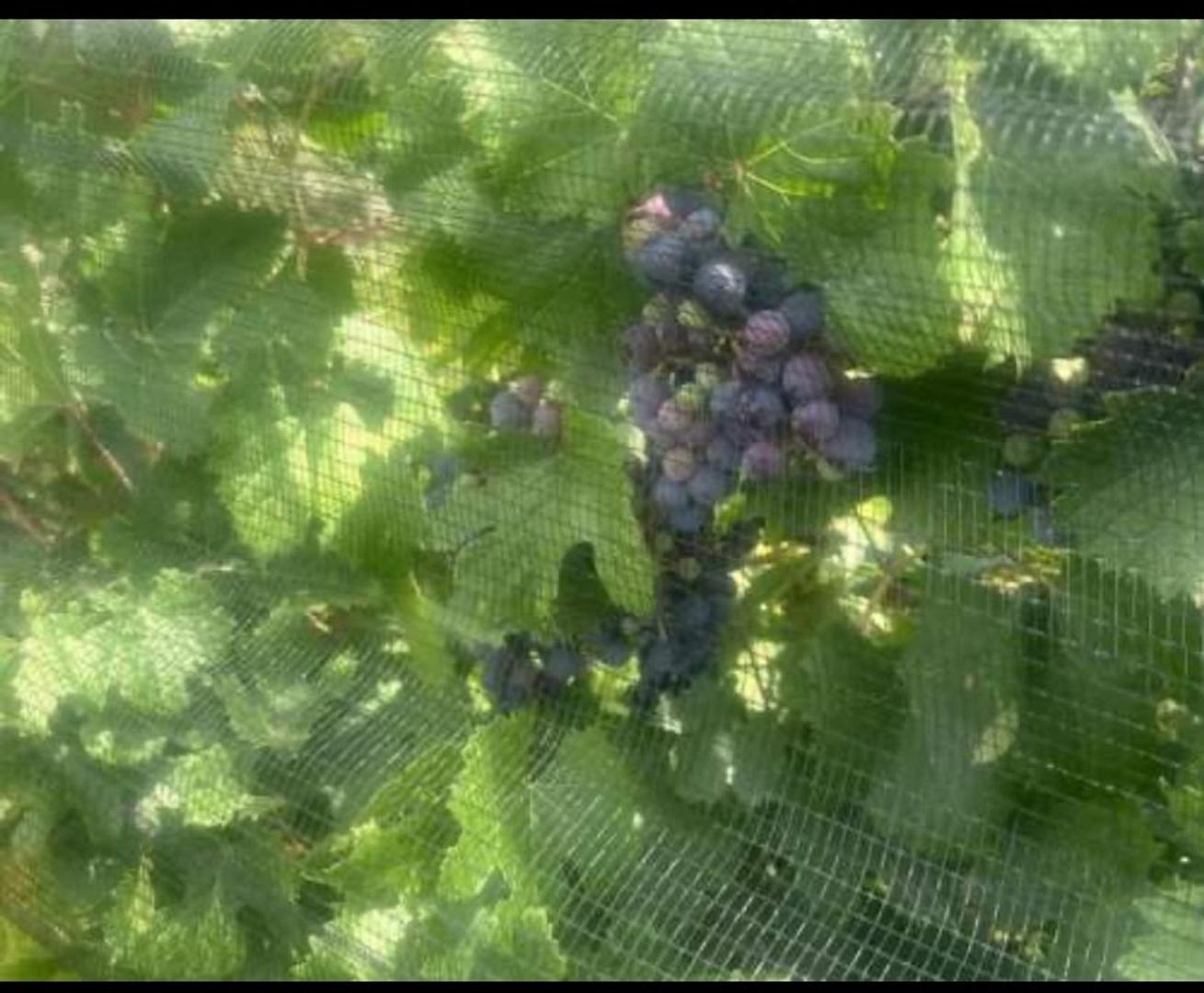 FINCA VITIVINICOLA 25 HA EN SANTA ROSA, MENDOZA