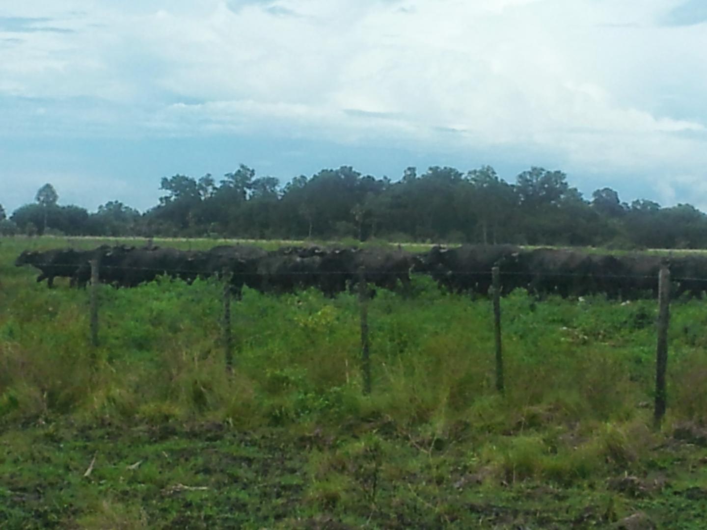 Campo de 2025 has. ganadero, bajo de precio, oportunidad!
